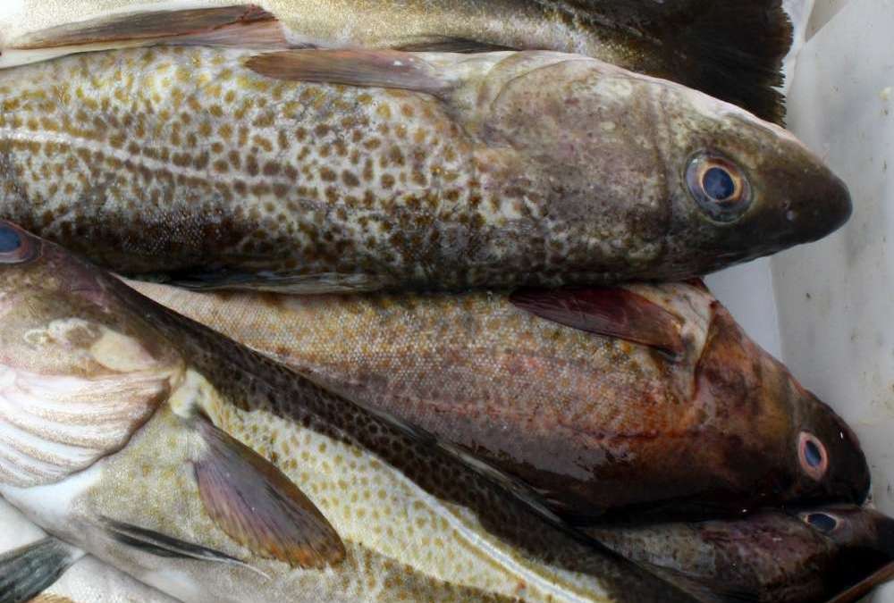 mælkesovs til fisk